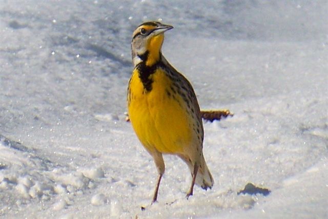 Eastern Meadowlark